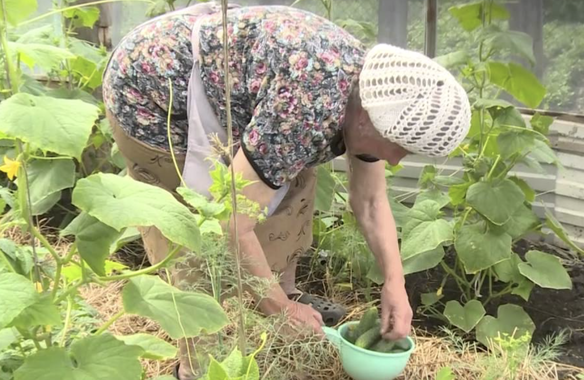 Срывать огурцы во сне. Огурцы на грядке. Огурцы в высоких грядках. Дачные хитрости. Дачные хитрости для огурцов.